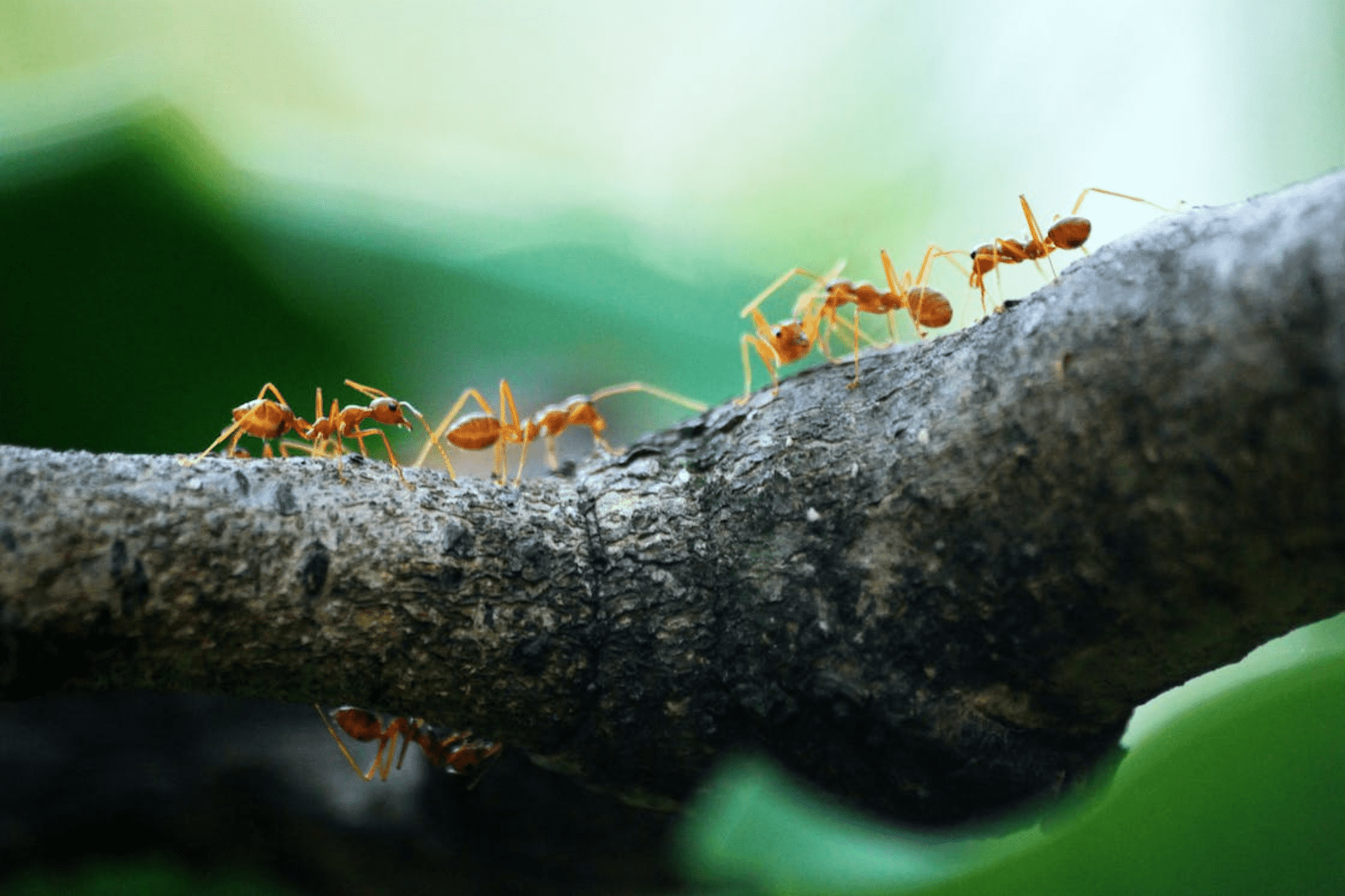 About Pest Wrangler (1)