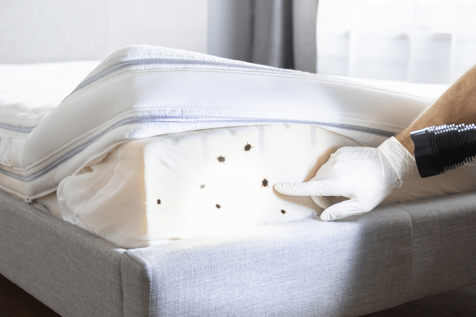 Bed Bugs