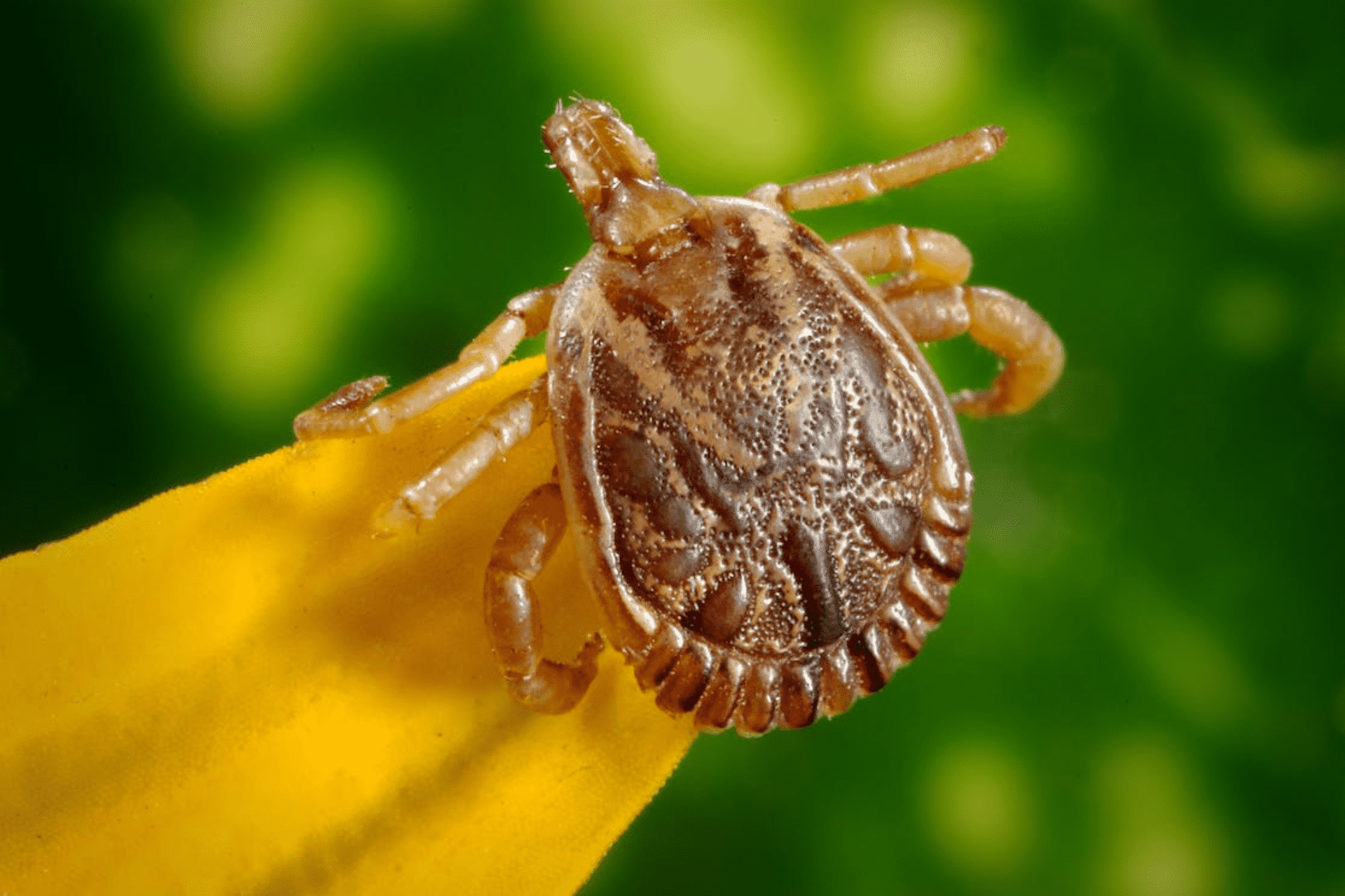 Bed Bugs