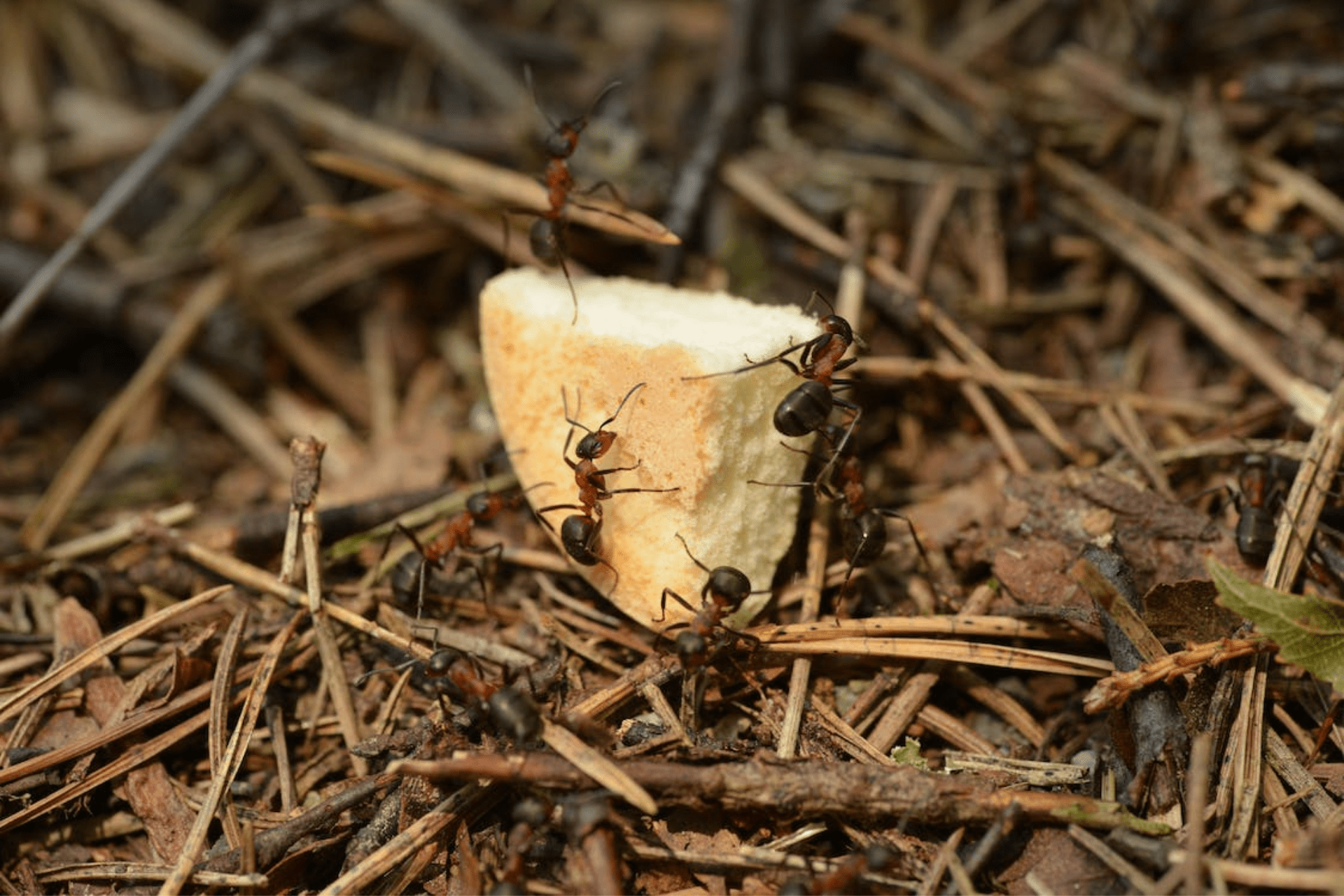Fire & Carpenter Ants