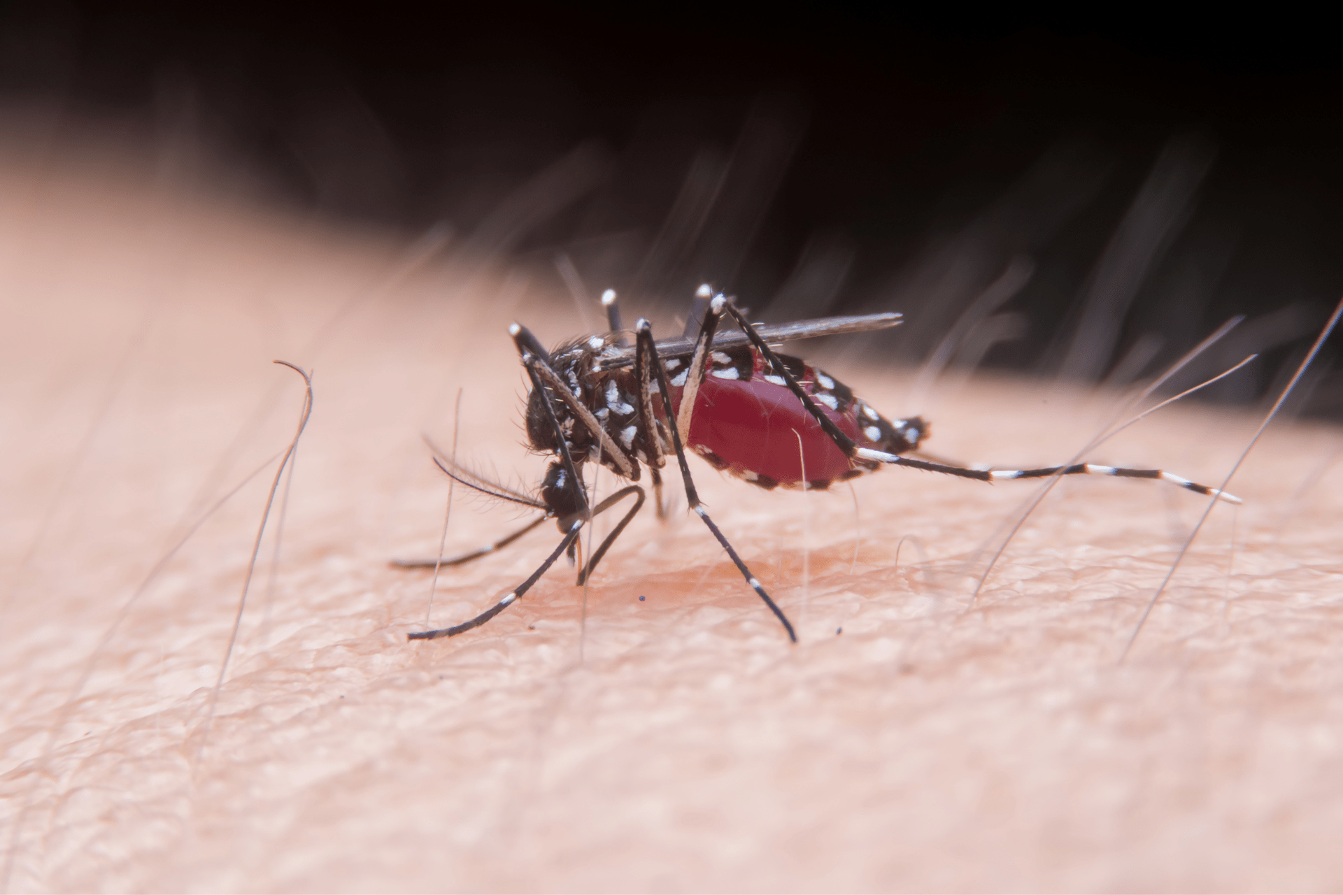 Mosquitoes
