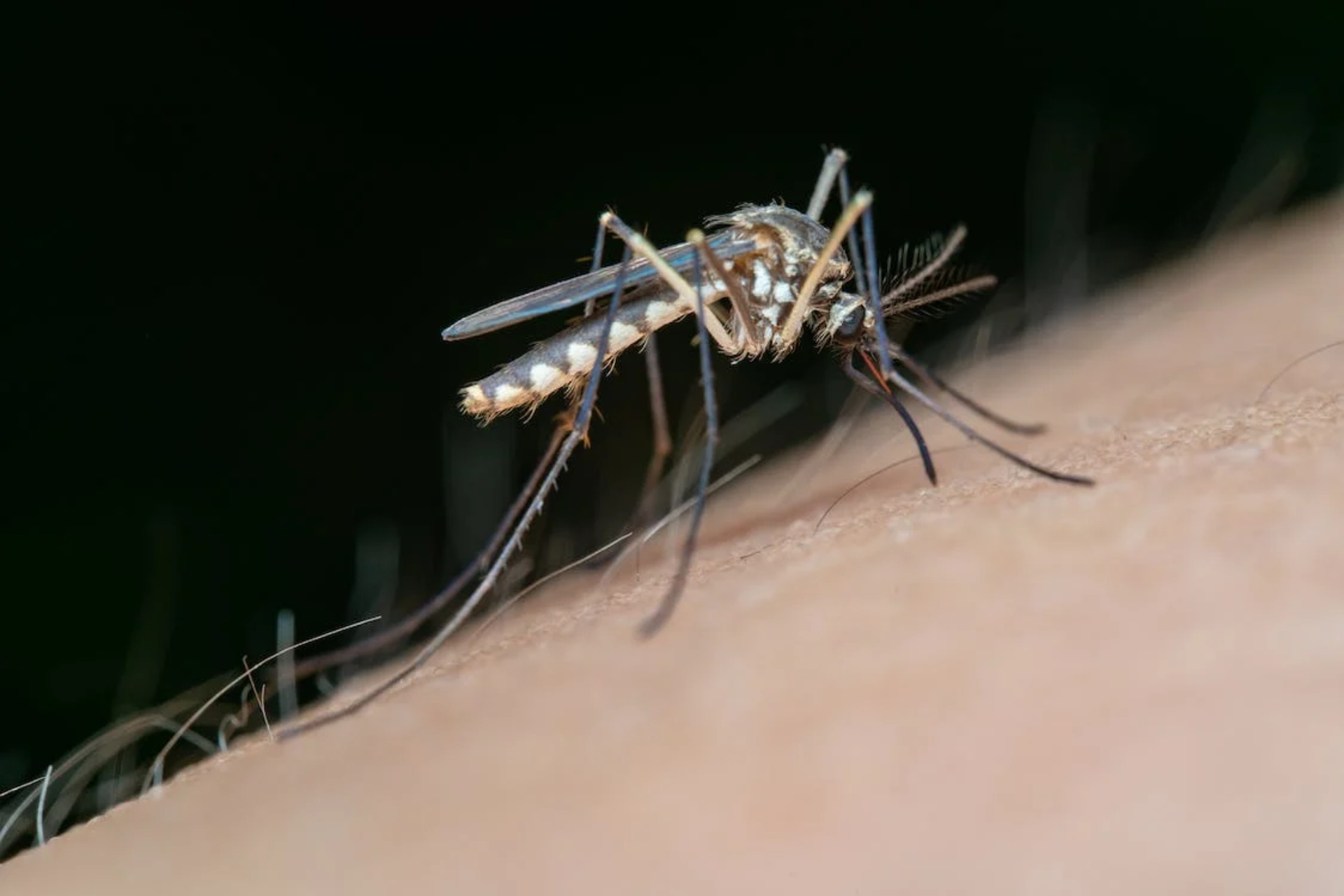 Mosquitoes