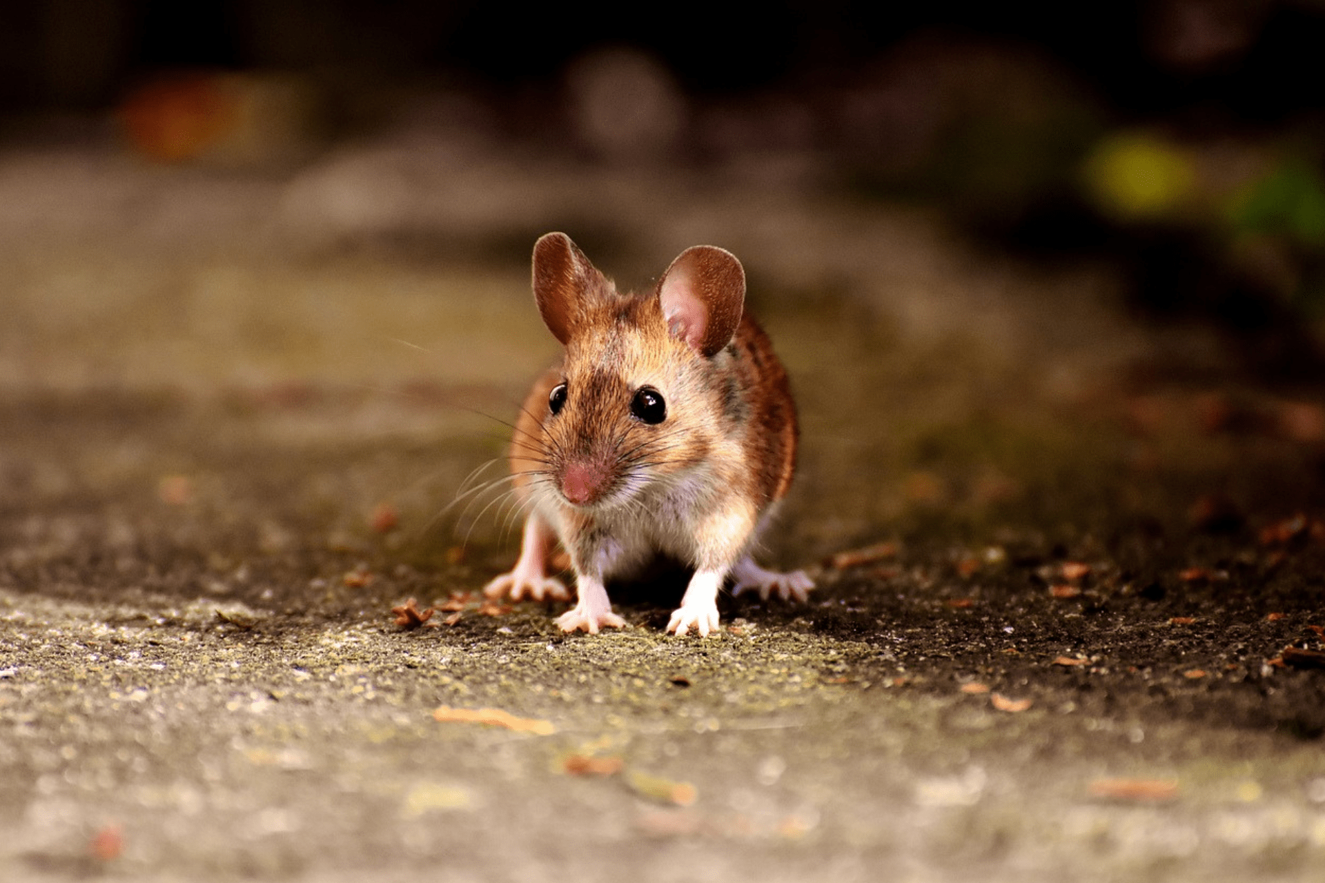 Pesky Critter